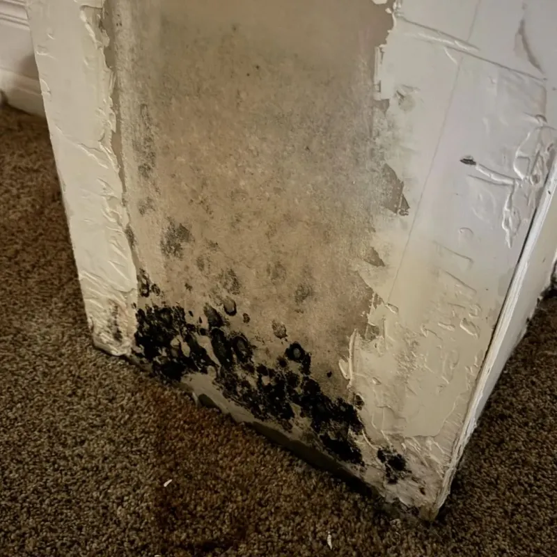 Professional Mold Removal in West Milton, OH